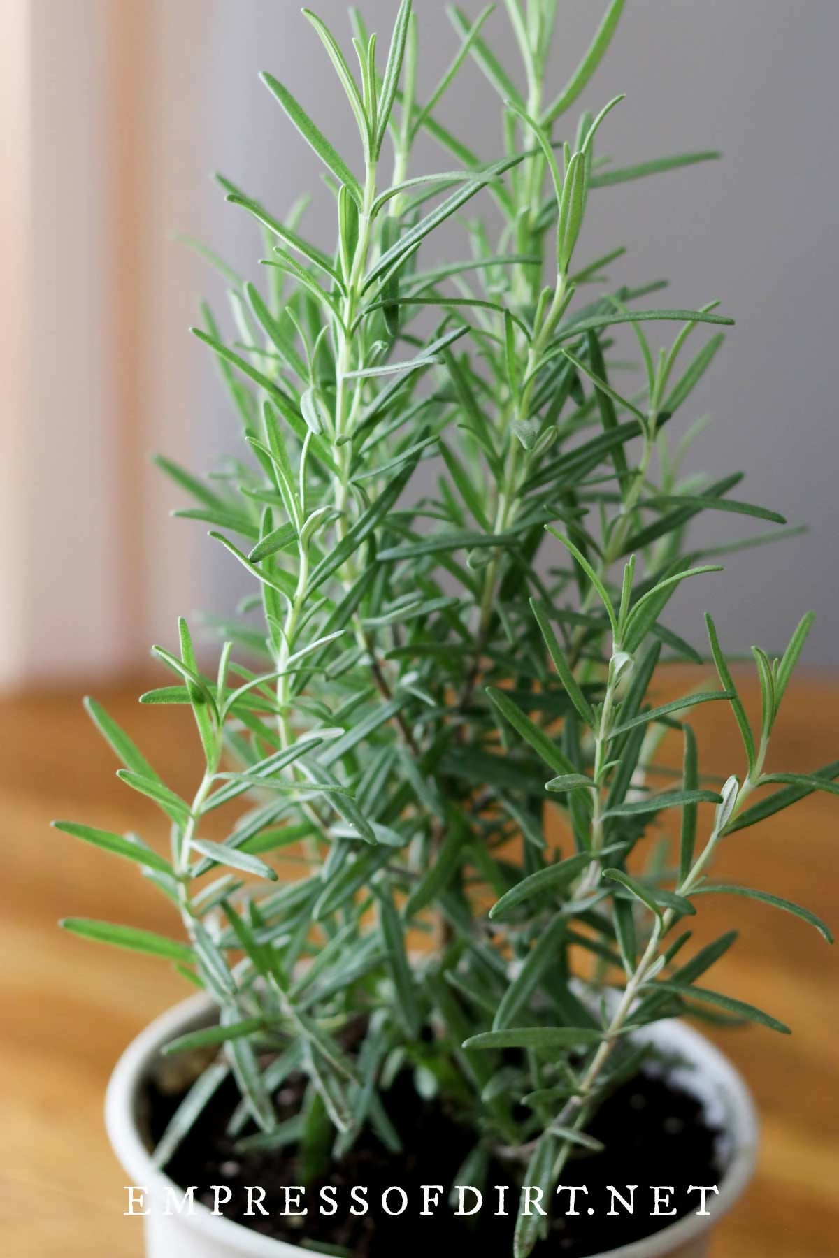 Rosemary