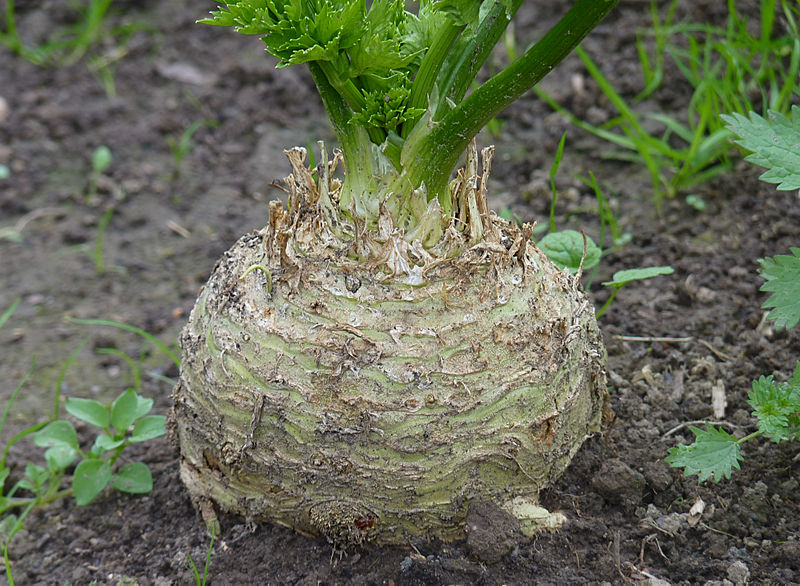 Celeriac - 2kg bag