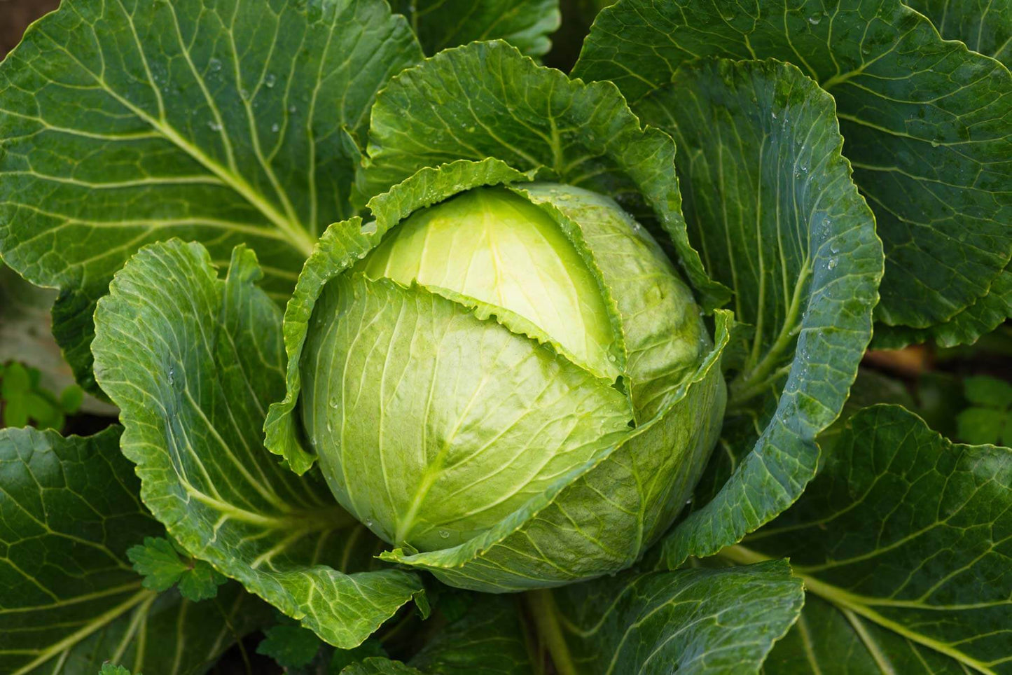 Cabbage-Green