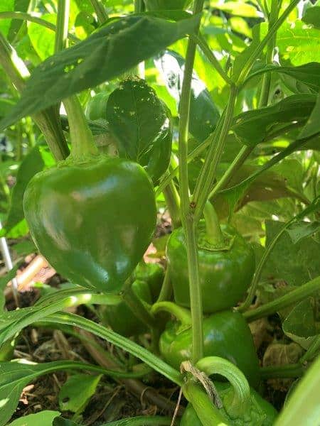 Capsicums - Green