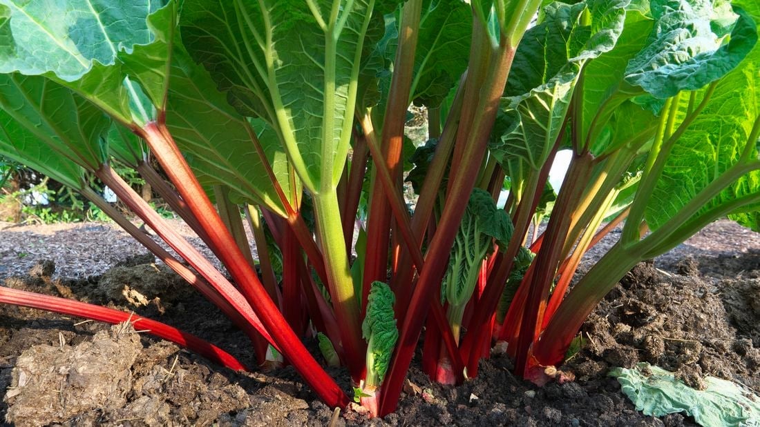Rhubarb bunch