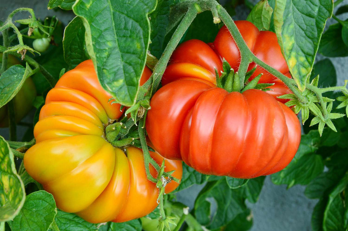 Tomatoes - Heirloom
