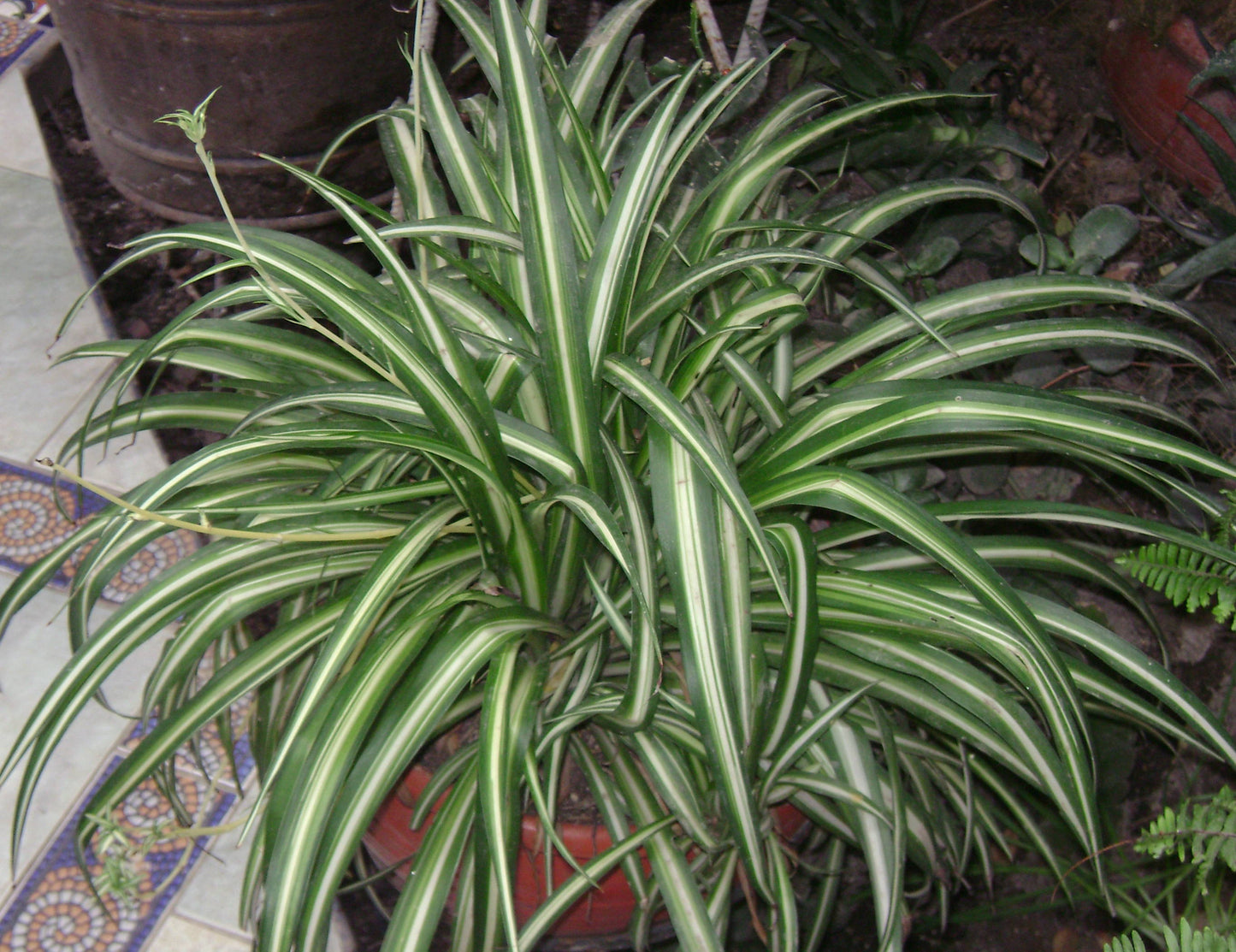 Spider Plant Seedling