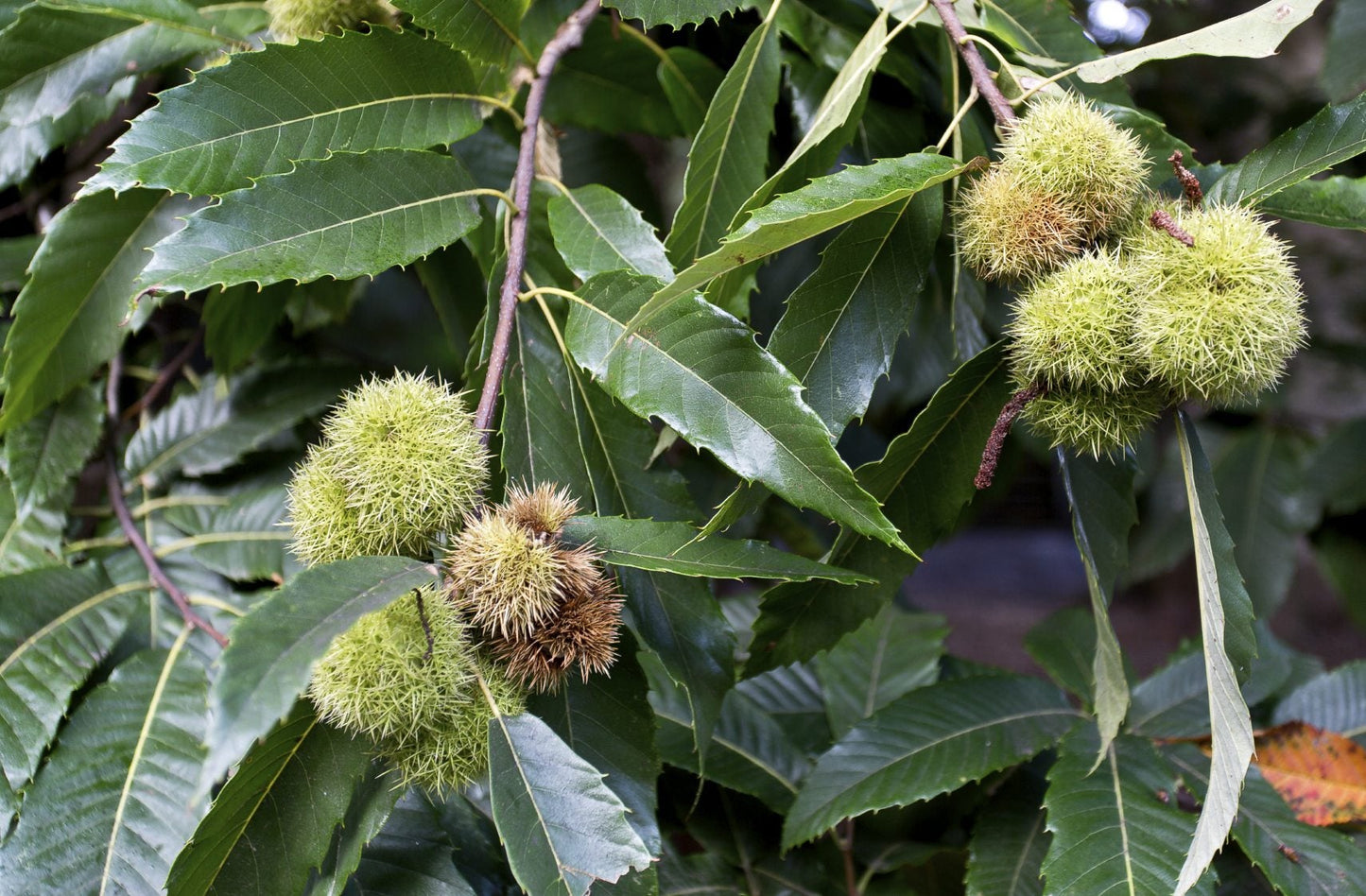 Chestnuts