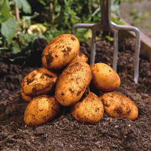 Potatoes - Dutch Cream