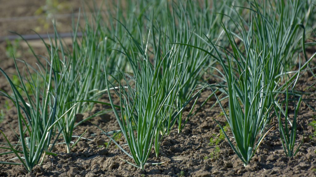 Spring Onion-bunch
