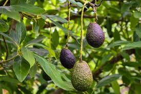 Avocadoes