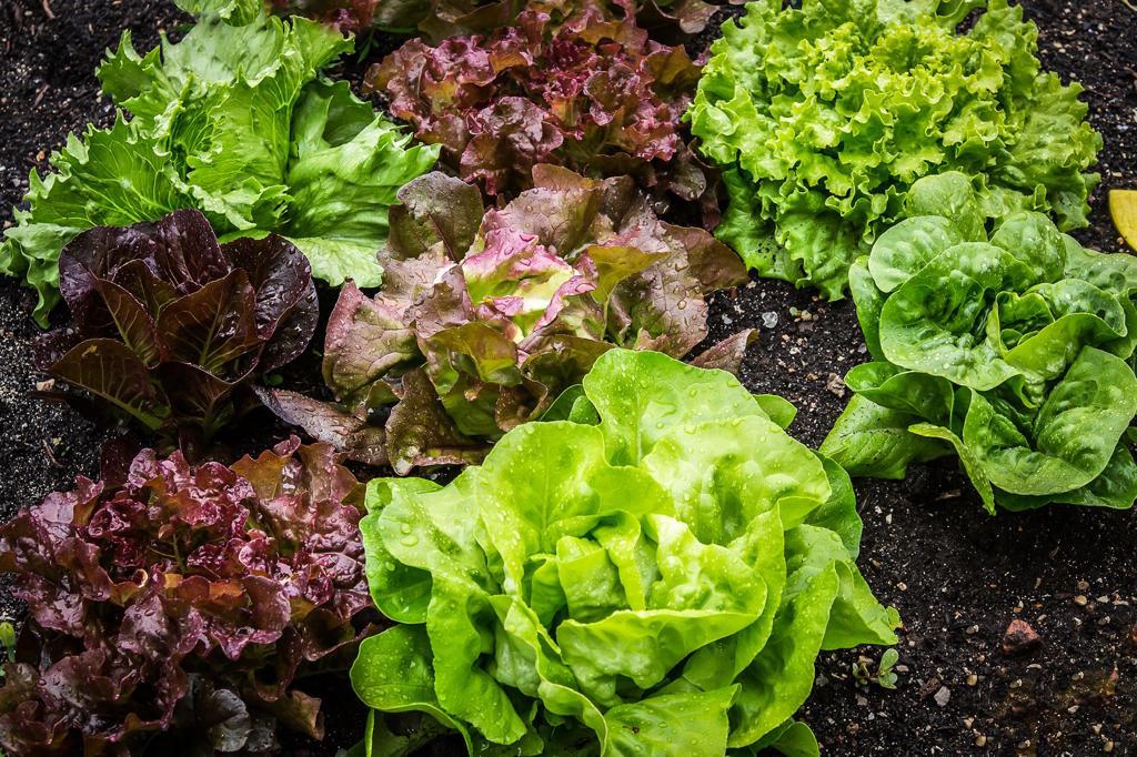 Mix Salad - Bulk