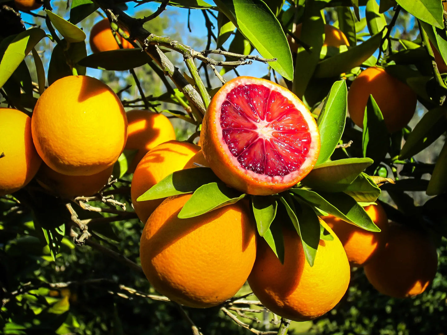 Oranges Blood