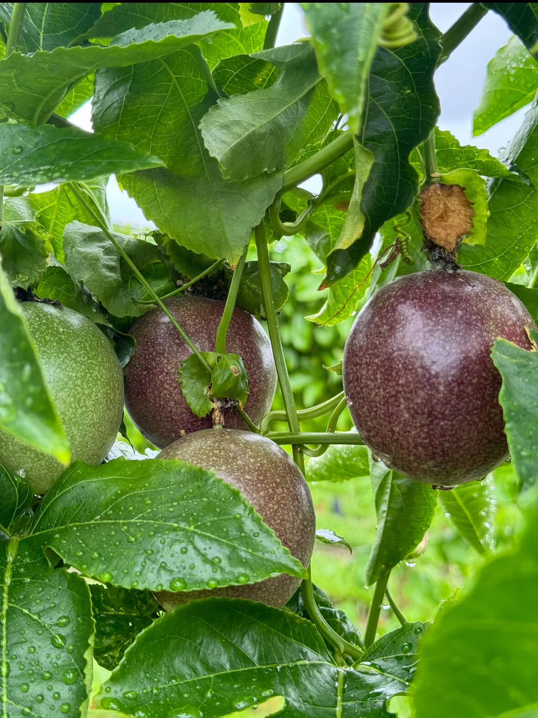 Passionfruit