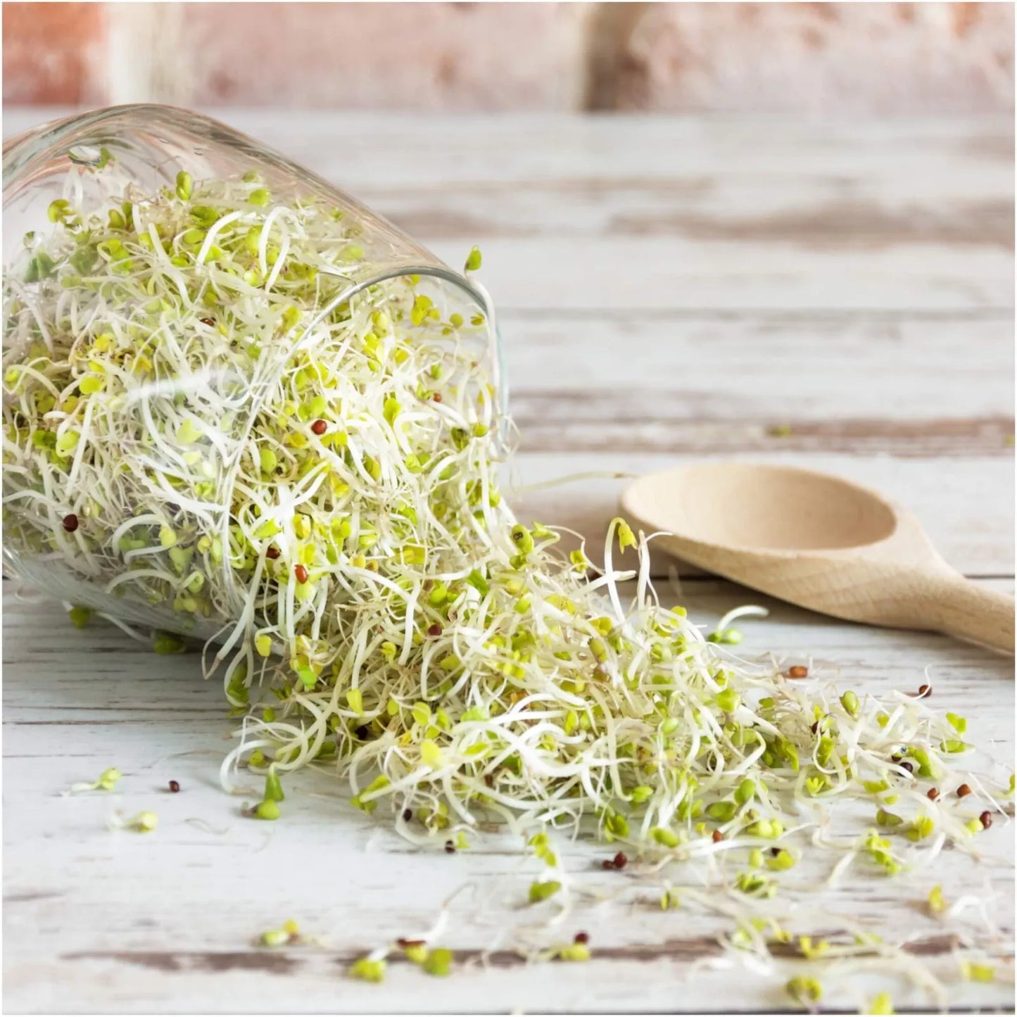 Sprouts - Broccoli