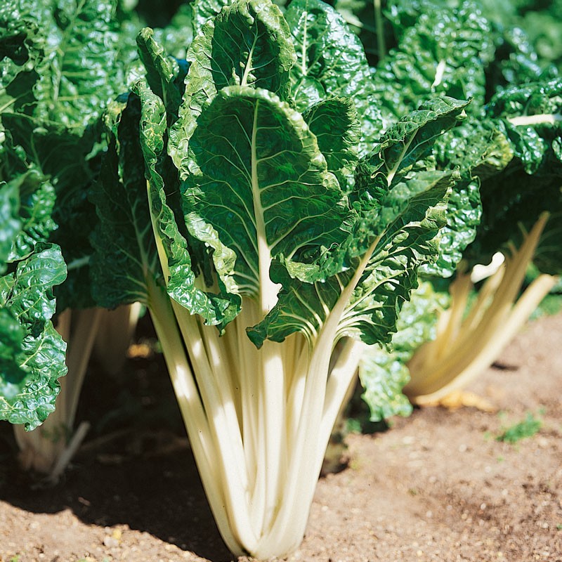 Silverbeet-bunch