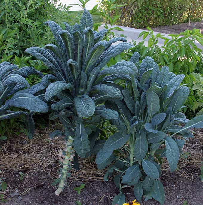 Kale - Tuscan
