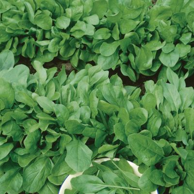 Baby Spinach - Bulk
