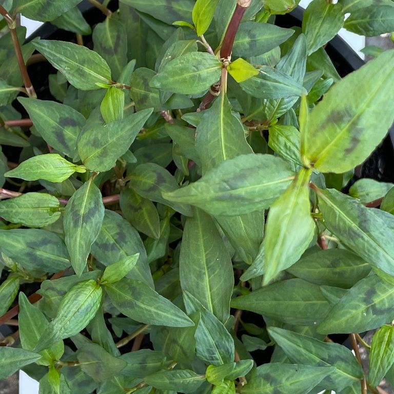 Vietnamese Mint Seedling