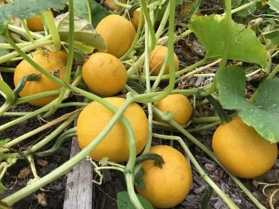 Spaghetti Squash