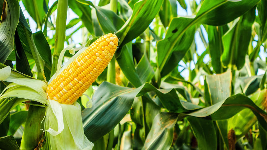 Corn cobs