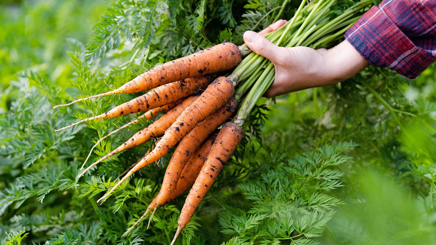 Carrots - Dutch