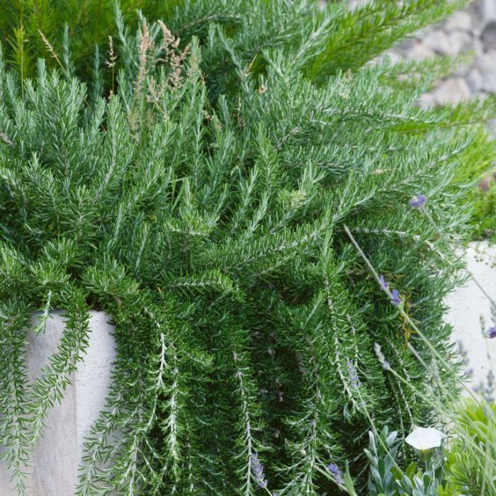 Rosemary Seedling
