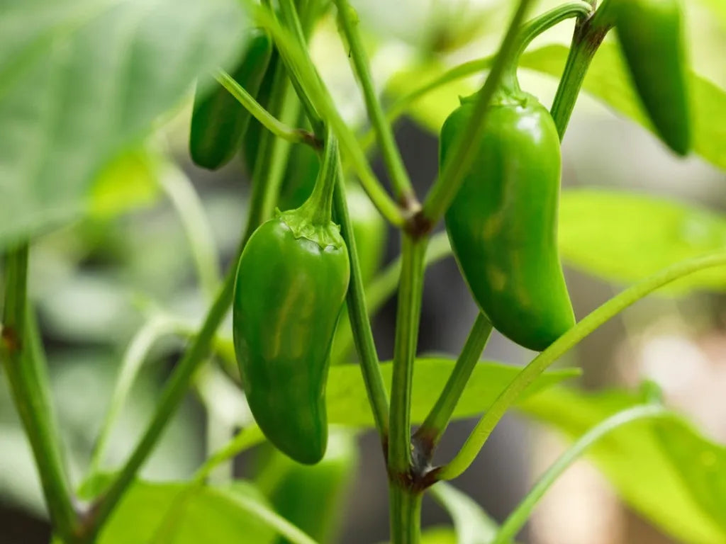 Chillies - Jalapeño green