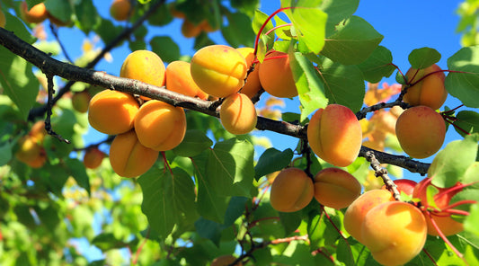 Apricots
