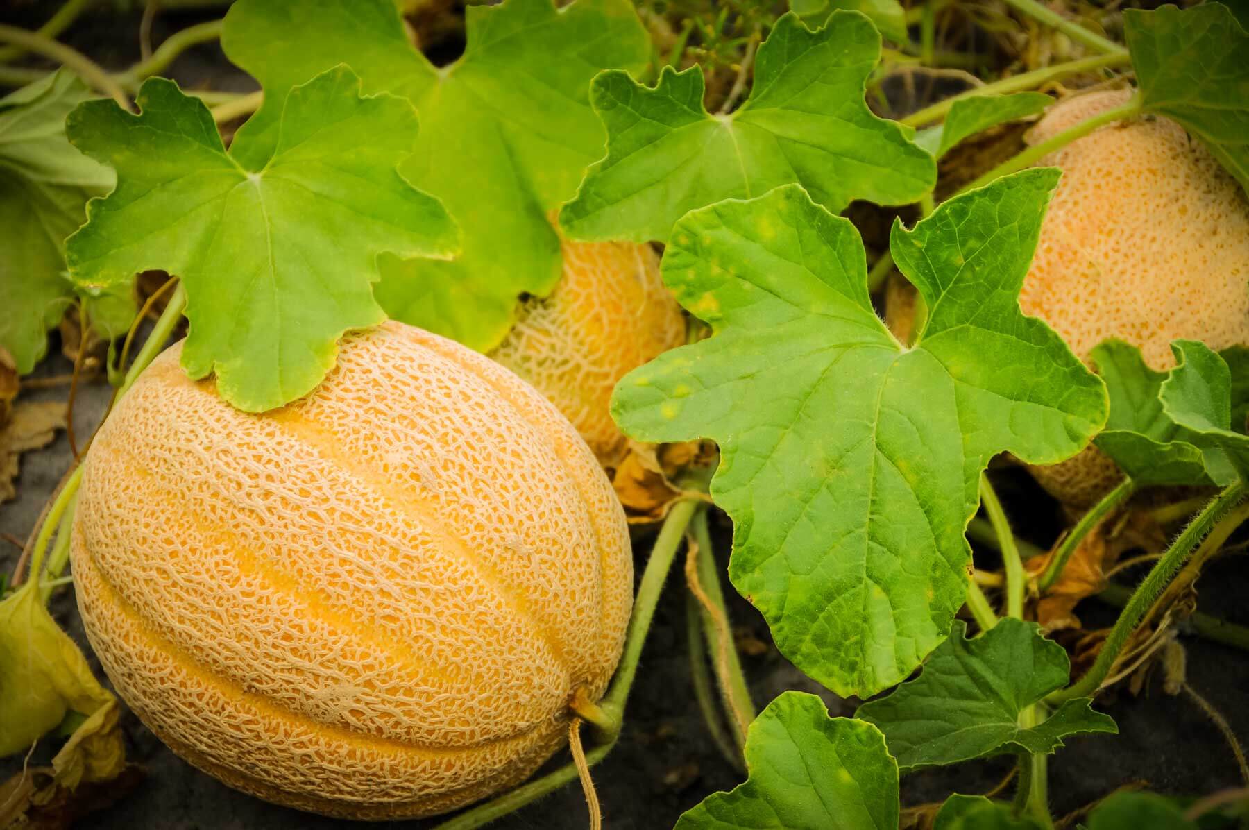 Cantaloupe