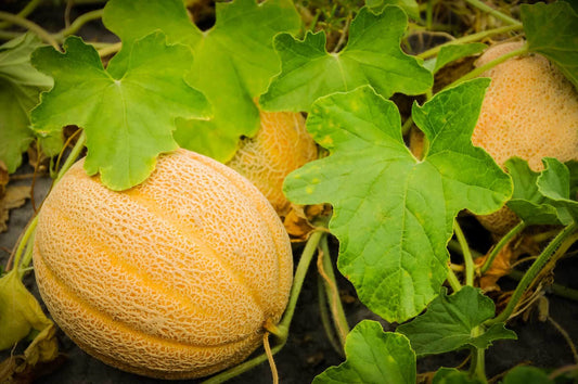 Cantaloupe