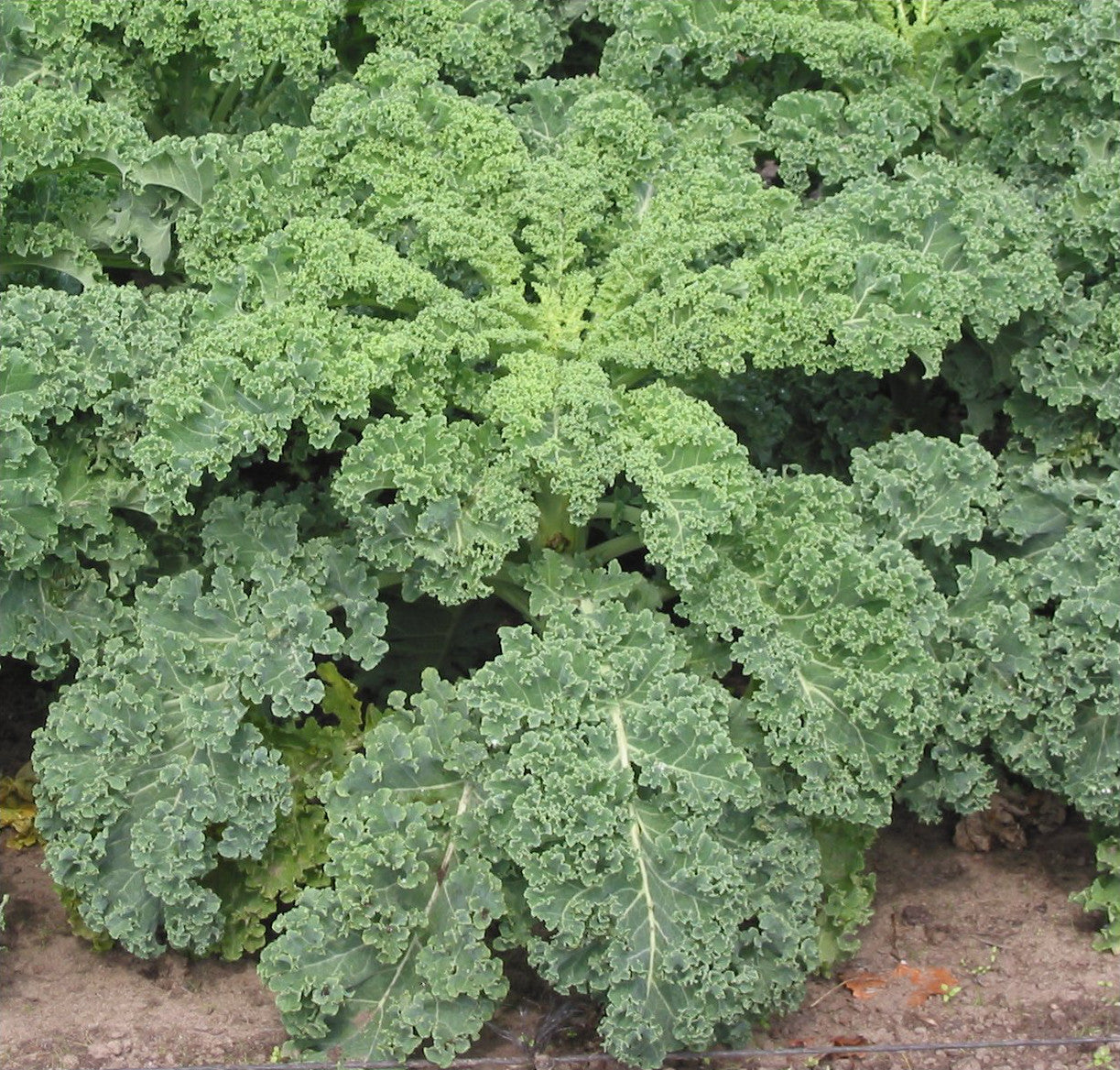 Kale - green