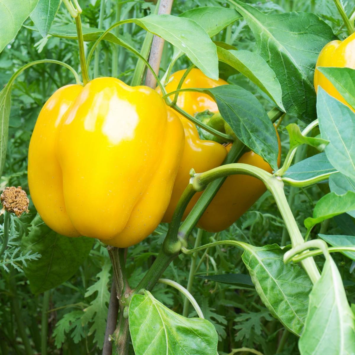 Capsicums - Yellow