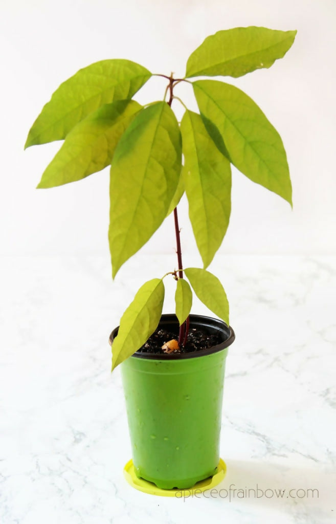 Avocado