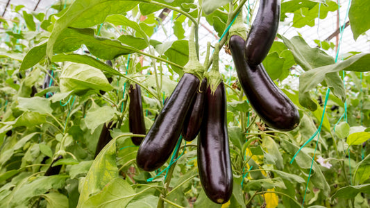 Eggplant