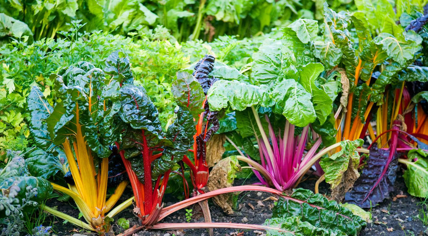 Rainbow Chard-bunch