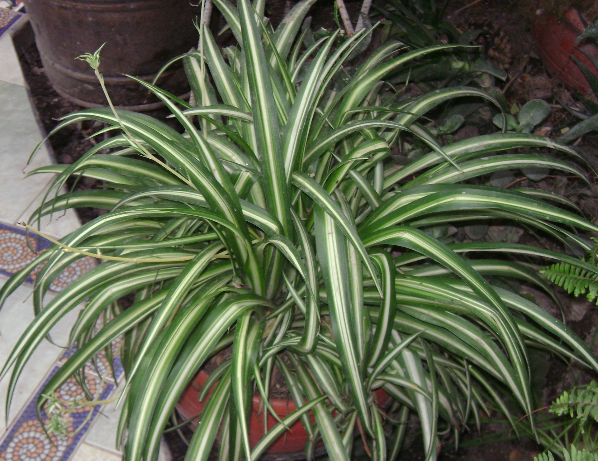 Spider Plant Seedling
