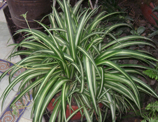 Spider Plant Seedling