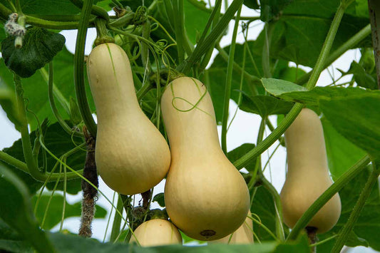 Pumpkin - butternut
