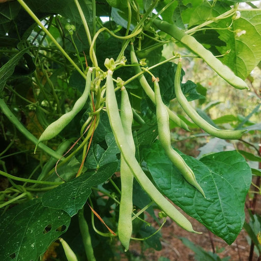 Beans - green