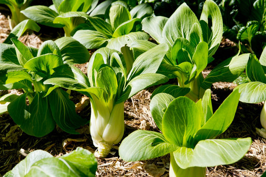 Bok Choy - Bunch