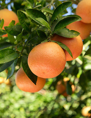 Grapefruit