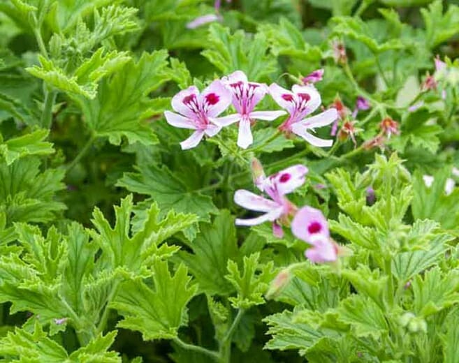 Lemon Scented Geranium Seedling