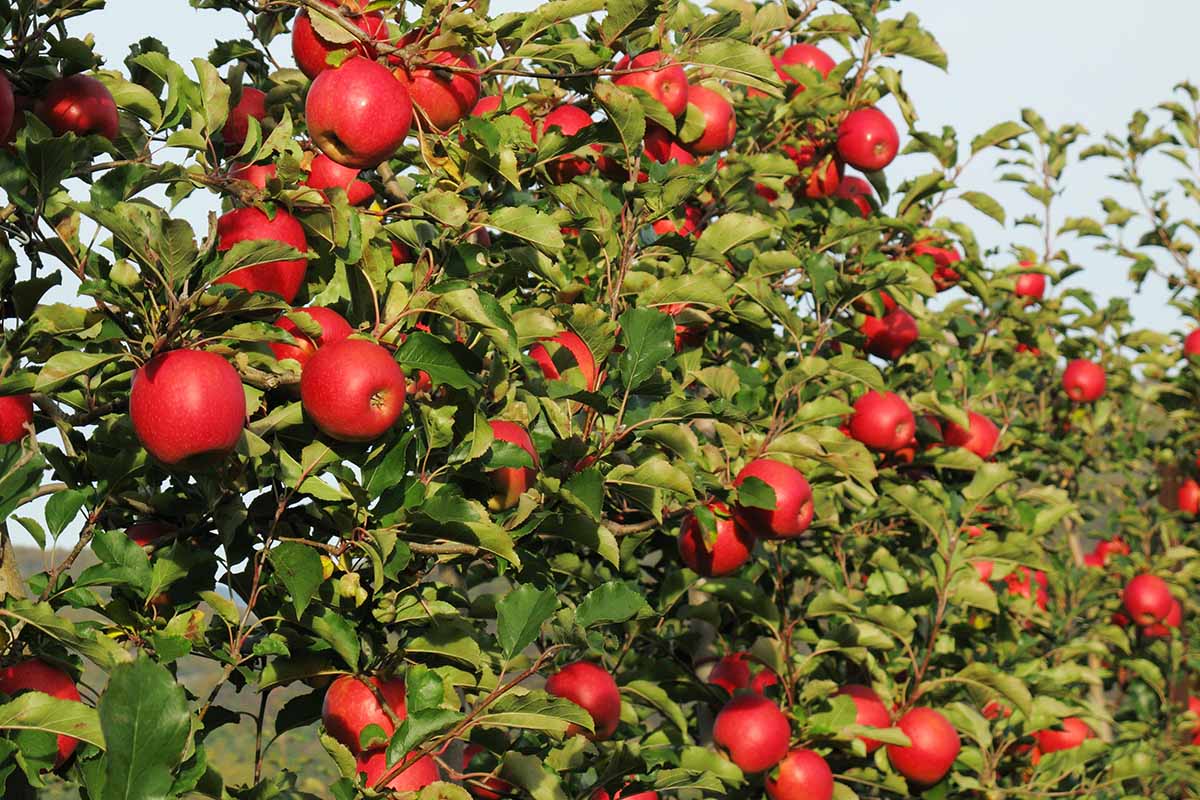 Apples - Pink Lady