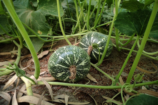 Pumpkin - Japanese