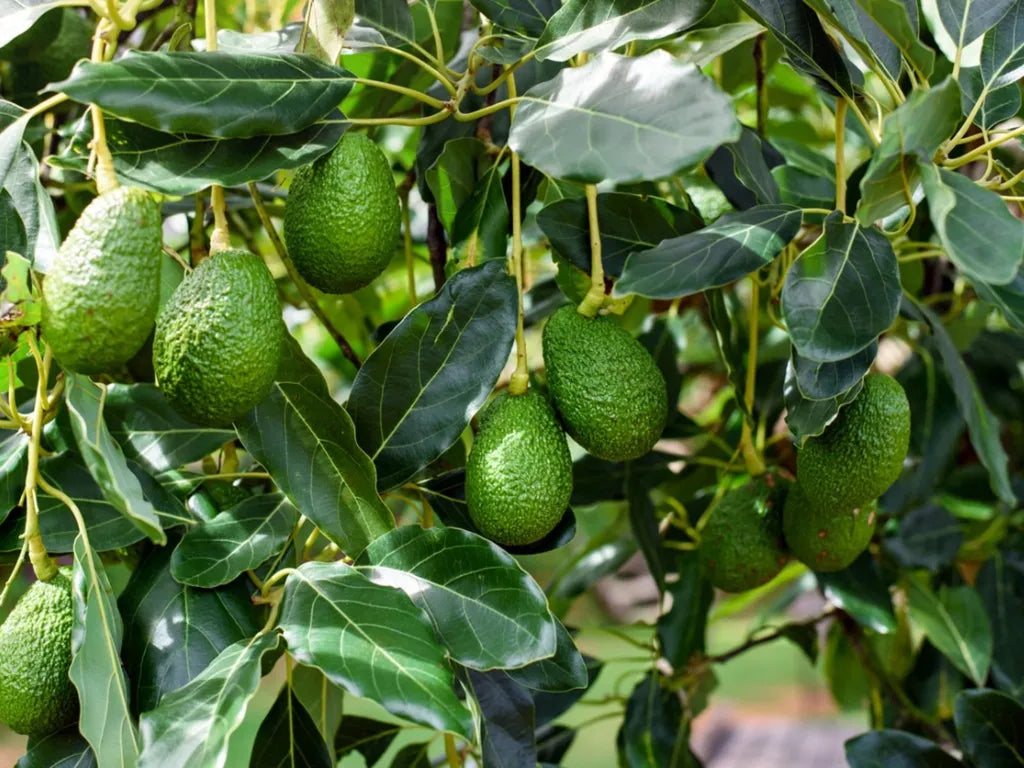 Avocado volume box