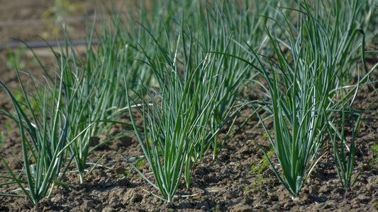 Spring Onion-bunch