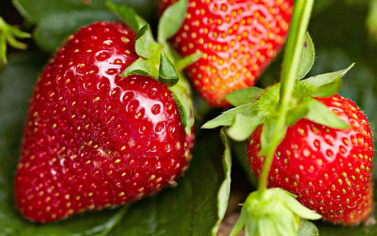 Strawberry Punnet