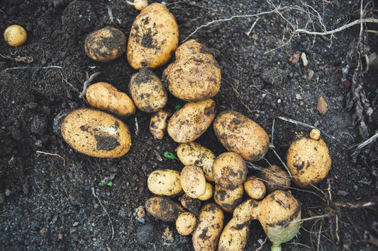 Potatoes - Sebago