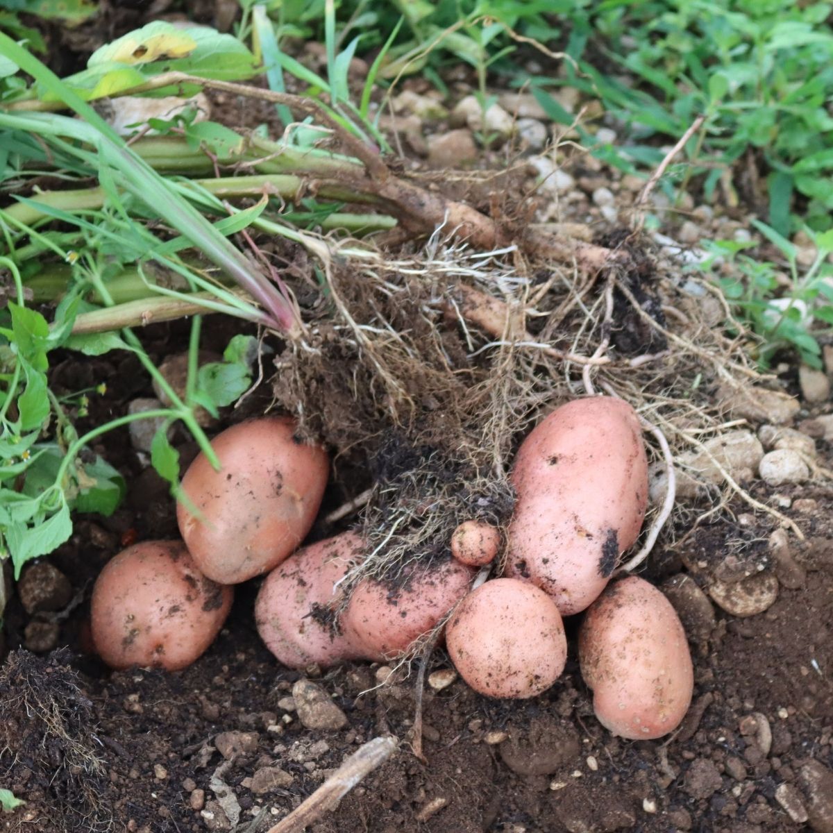 Potatoes - Desiree