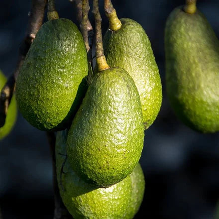 Avocado Sharwil - Premium (LARGE SIZE)