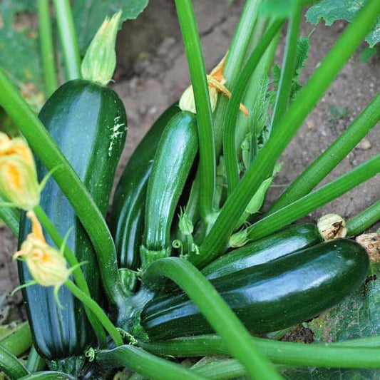 Zucchini