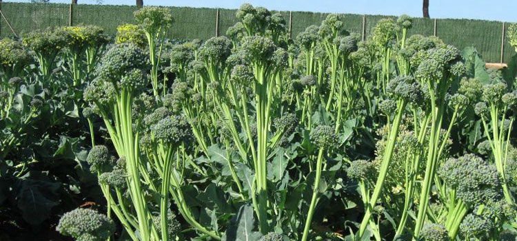 Broccollini