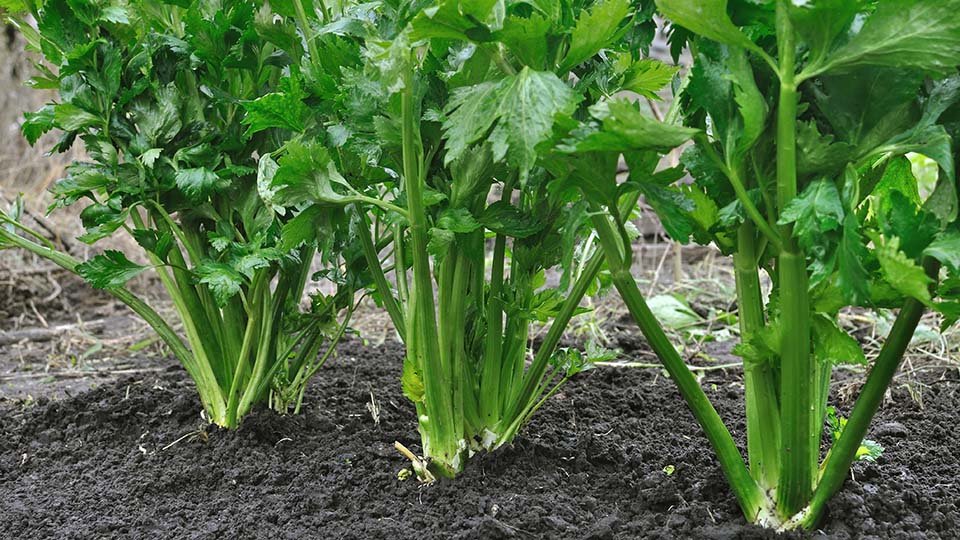Celery Box